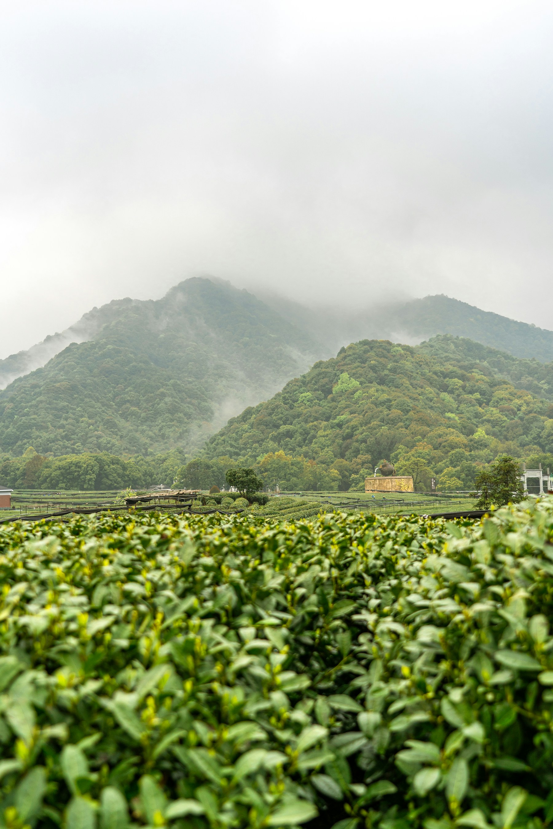杭州龙井茶园与远山